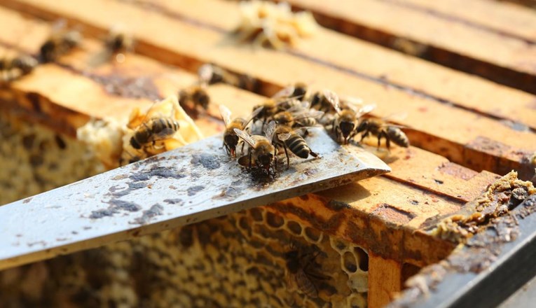Slovenija će papi Franji darovati košnicu punu pčela